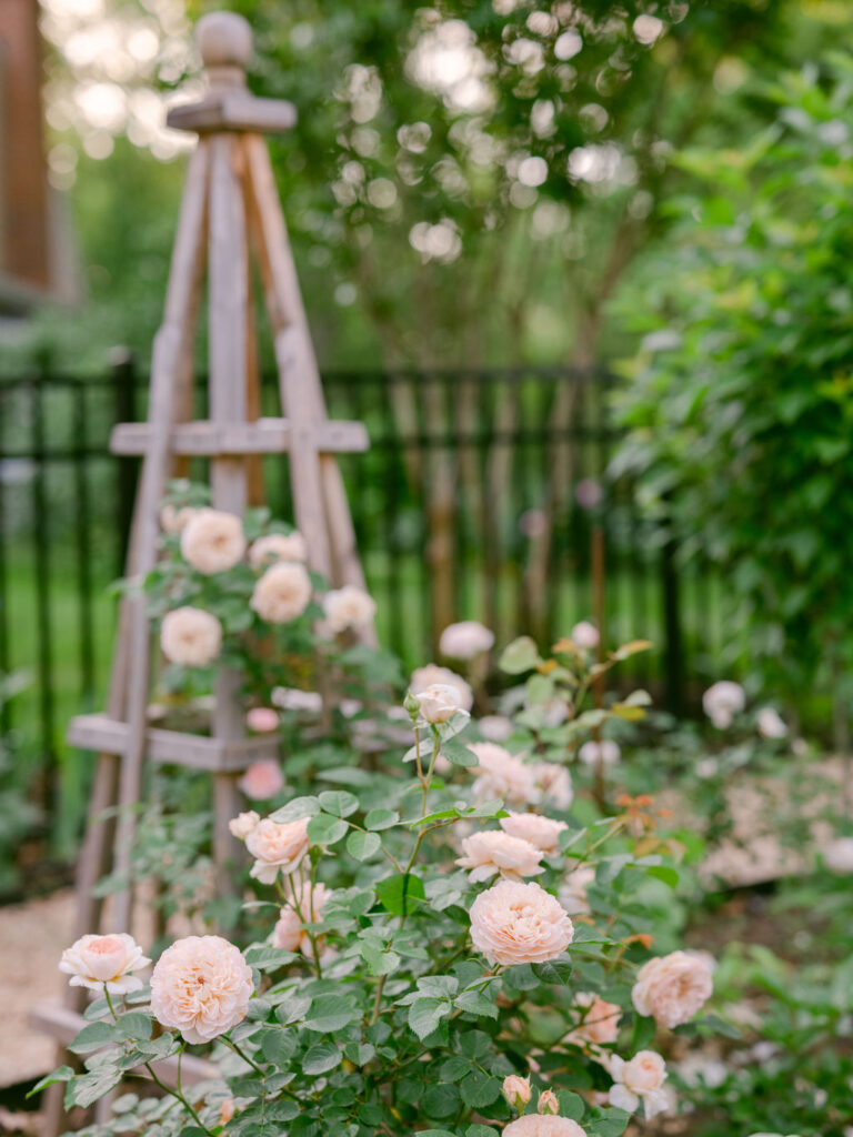 Blush Emily Brontë - David Austin Roses on a garden tuteur.