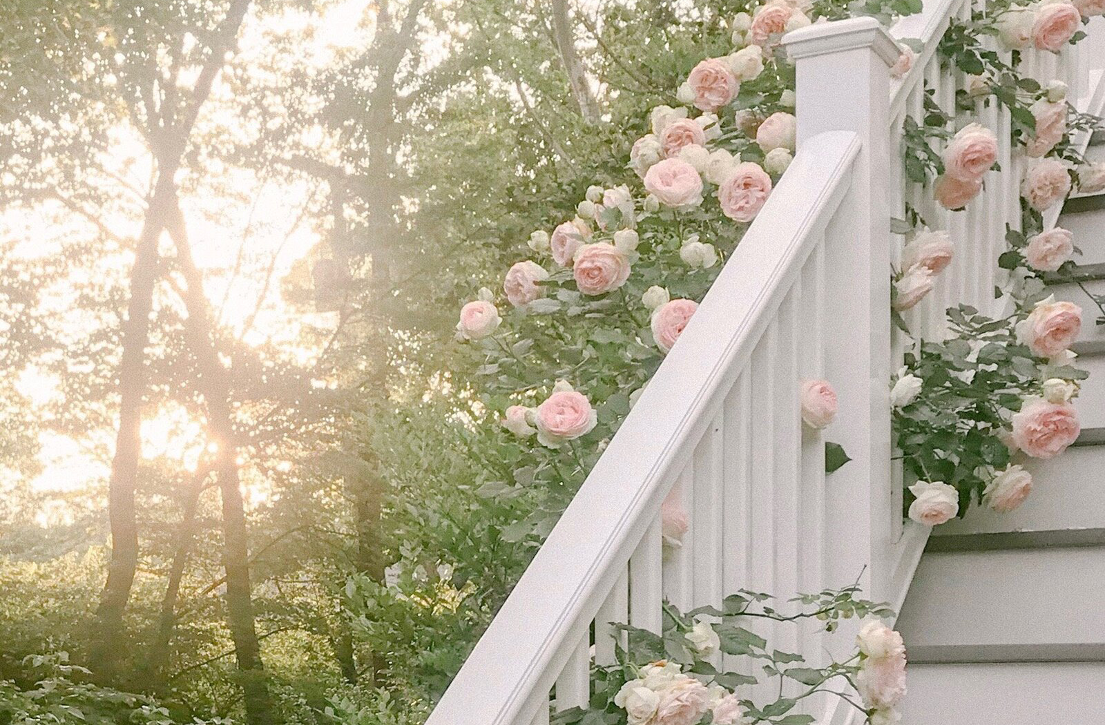 Foxhill Garden pink roses by Laura Hooper Design House cascading down a white railing of a staircase