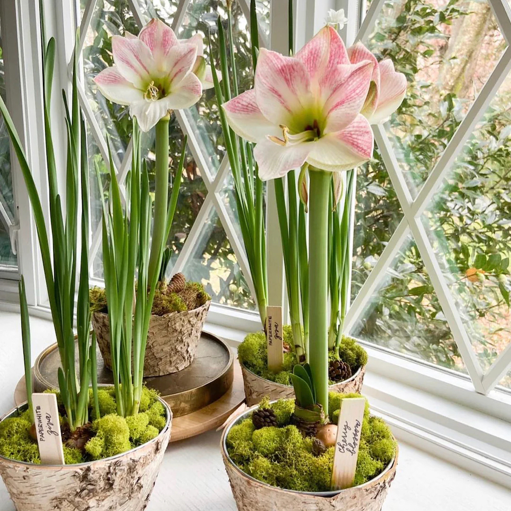 unique holiday gift for garden lover, cherry blossom amaryllis potted garden set from garden shop small business, Laura Hooper Design House and Foxhill Garden