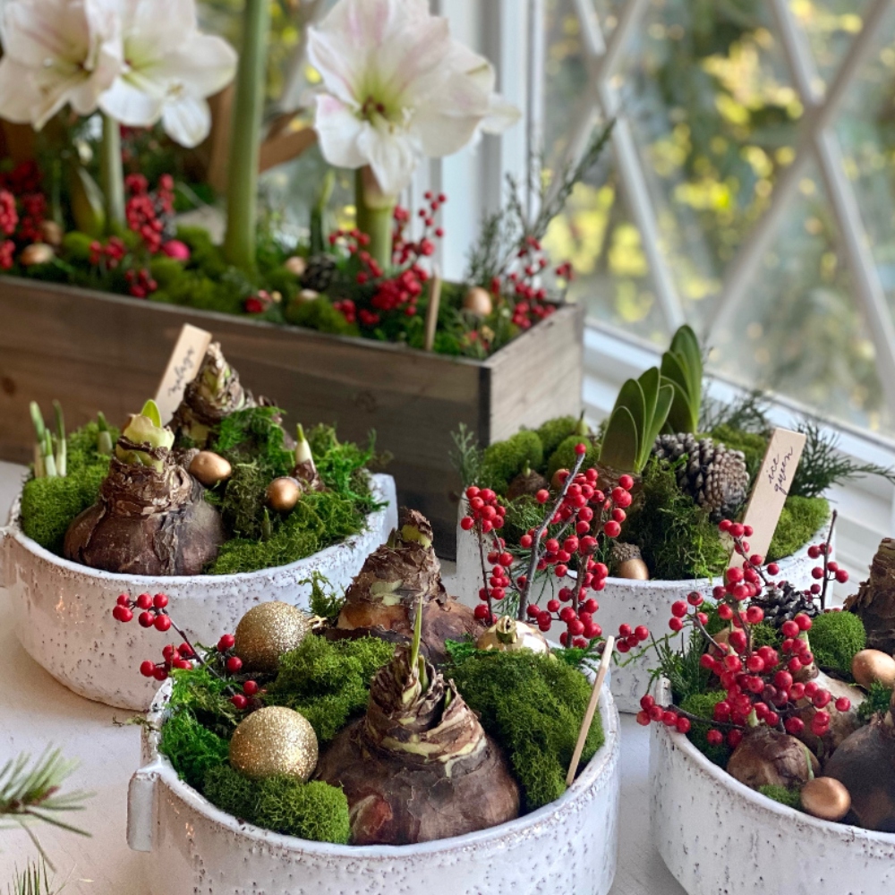 unique holiday gift idea, pre potted amaryllis garden plant set, curated by Laura Hooper Design House