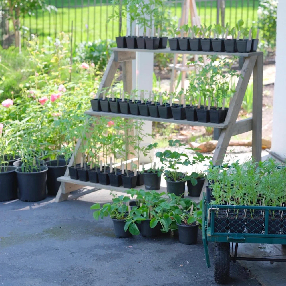 Plant seedlings on planter rack. Laura Hooper Design House. 