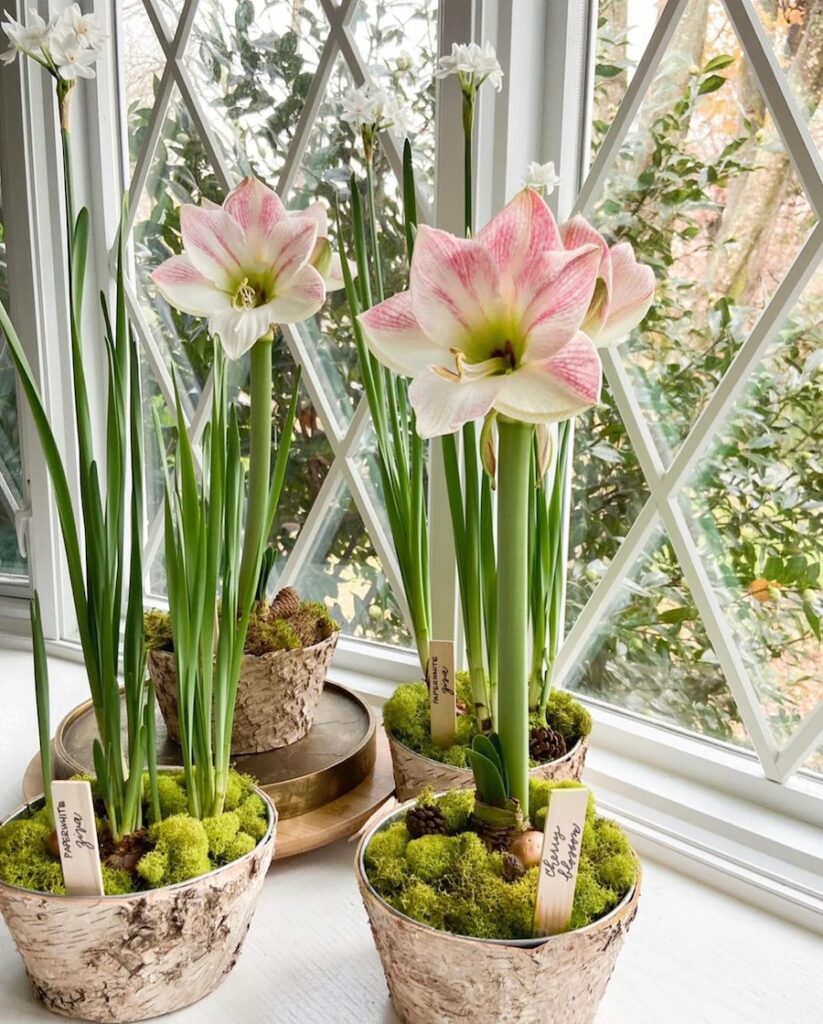 Amaryllis Cherry Blossom Potted Garden holiday gift. laura hooper design house.